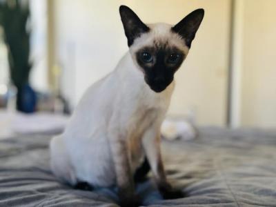 Kittens4Love - Siamese - Gallery Photo #1