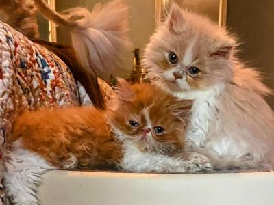 Julybabies - Persian - Gallery Photo #1