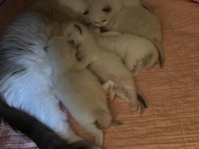 Violette And Frederique's 2nd Litter - Ragdoll - Gallery Photo #1