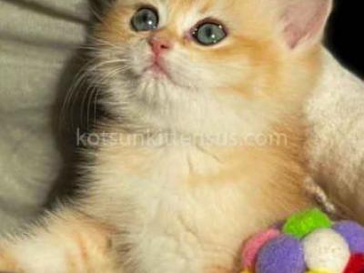 Kiara Ny12 Adorable Black Golden Shell Chinchilla - British Shorthair - Gallery Photo #1