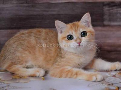 Kira Black Golden Spotted Golden Chinchilla - British Shorthair - Gallery Photo #1