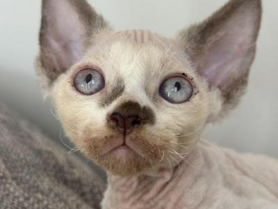 Blue Eyes Babies - Devon Rex - Gallery Photo #1