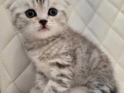 Make - Scottish Fold - Gallery Photo #1