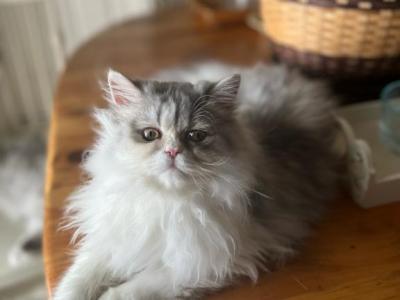 Patches - Persian - Gallery Photo #1