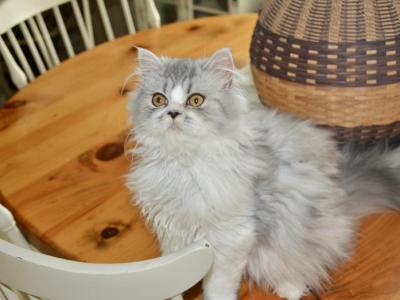 Munky - Persian - Gallery Photo #1