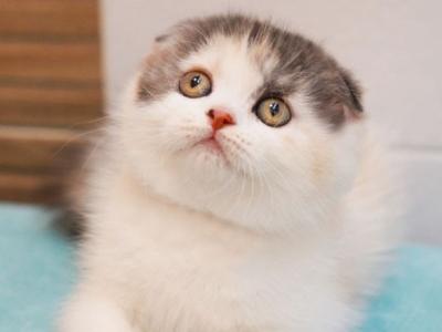 Joys - Scottish Fold - Gallery Photo #1