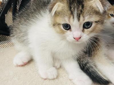 Jam - Scottish Fold - Gallery Photo #1