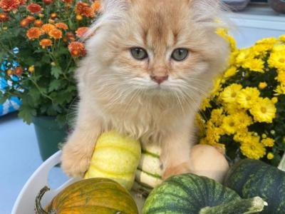 British Longhair - British Shorthair - Gallery Photo #1