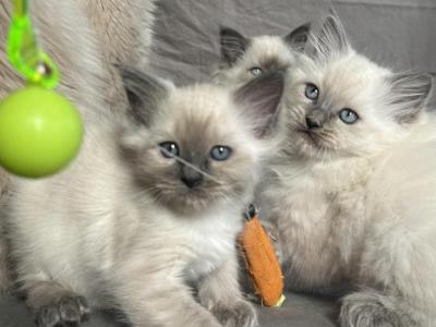 Ragdoll Litter - Ragdoll - Gallery Photo #1