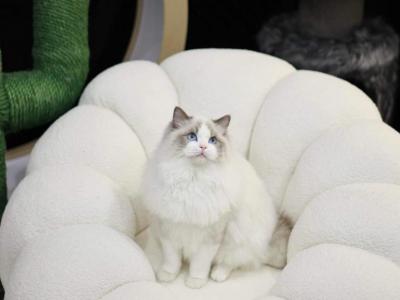 Tudou - Ragdoll - Gallery Photo #1