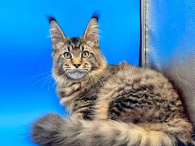 Boris - Maine Coon - Gallery Photo #1