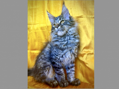 Harriet - Maine Coon - Gallery Photo #1