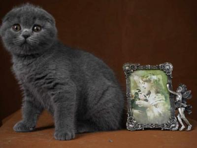 Dawn - Scottish Fold - Gallery Photo #1