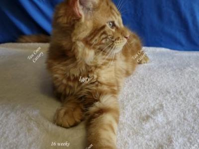 Iggy - Maine Coon - Gallery Photo #1