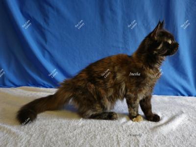 Inesha Black Tortie - Maine Coon - Gallery Photo #1