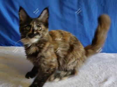 Itzel Black Tortie - Maine Coon - Gallery Photo #1