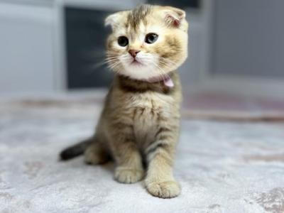 Pink - Scottish Fold - Gallery Photo #1