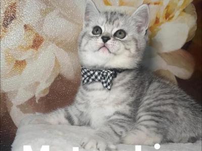 Matroskin - British Shorthair - Gallery Photo #1