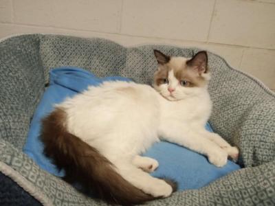 Ragdoll - Ragdoll - Gallery Photo #1