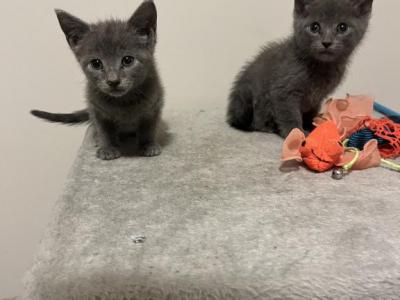 Russian Blue Kittens - Russian Blue - Gallery Photo #1