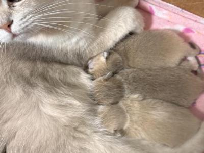 Kittens For Reservation - British Shorthair - Gallery Photo #1