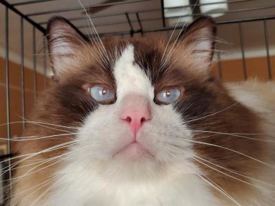 Stephen Needs Home ASAP - Ragdoll - Gallery Photo #1