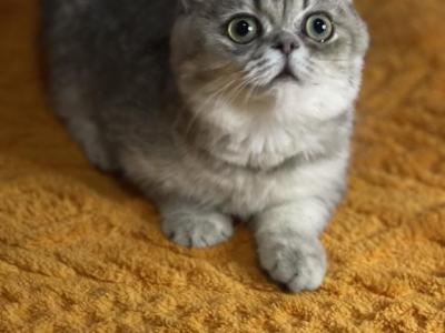 Masha - British Shorthair - Gallery Photo #1