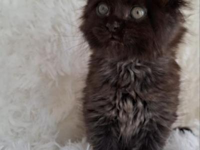 Adorable Kittens For Sale - Maine Coon - Gallery Photo #1