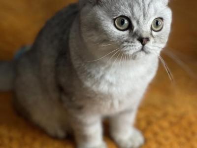 Jaden - British Shorthair - Gallery Photo #1