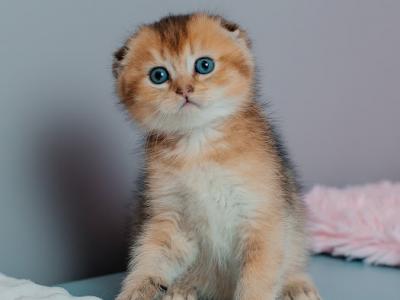 Lexus - Scottish Fold - Gallery Photo #1