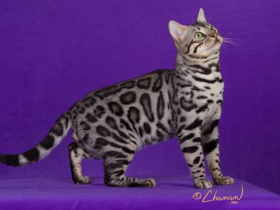 Valleykatz Europa Winds - Bengal - Gallery Photo #1