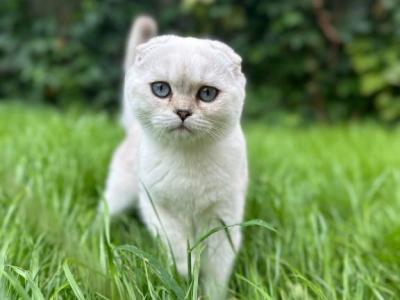 Orli - Scottish Fold - Gallery Photo #1