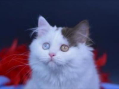 EXCLUSIVE RARE 2 Color Eyes British Longhair Sammi - British Shorthair - Gallery Photo #1