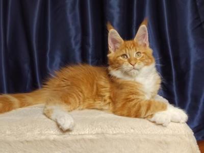 Oliver Maine Coon Male - Maine Coon - Gallery Photo #1