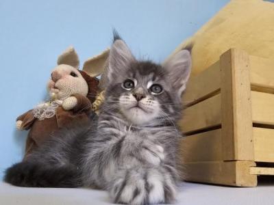 Tayna Maine Coon Female - Maine Coon - Gallery Photo #1