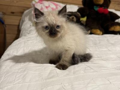 Daisy - Himalayan - Gallery Photo #1