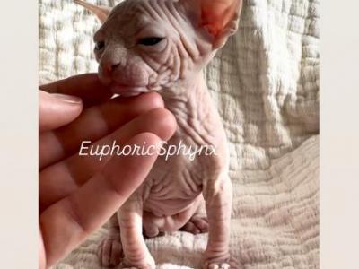 Orion & Ares - Sphynx - Gallery Photo #1