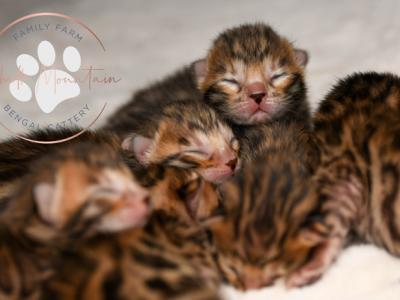 Brown Rosetted Bengal Litter - Bengal - Gallery Photo #1