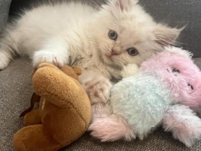 Mochi - Ragdoll - Gallery Photo #1