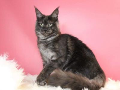 Trixie Black Smoke - Maine Coon - Gallery Photo #1