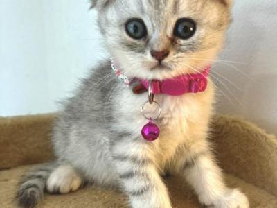 Litter A - Scottish Fold - Gallery Photo #1