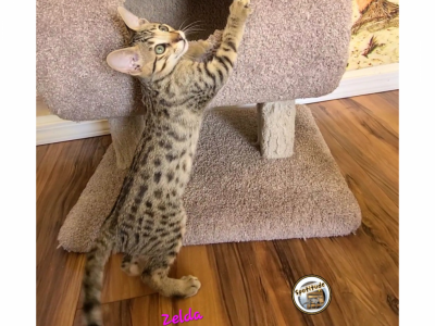 Zelda Female Savannah Kitten - Savannah - Gallery Photo #1