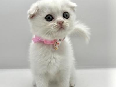 Litter D - Scottish Fold - Gallery Photo #1