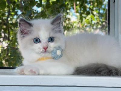 Sophie - Ragdoll - Gallery Photo #1