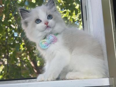 Finn - Ragdoll - Gallery Photo #1