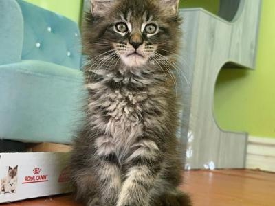 Iggy - Maine Coon - Gallery Photo #1