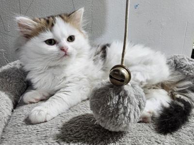 Fluffy - Persian - Gallery Photo #1