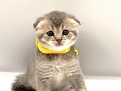 A - Scottish Fold - Gallery Photo #1