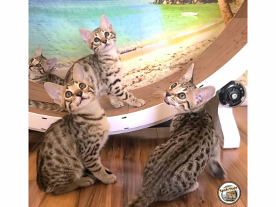 F5 Savannah Kittens - Savannah - Gallery Photo #1