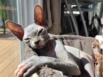 BEANIE LITTER - Sphynx - Gallery Photo #1